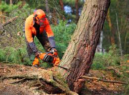 Best Tree Trimming and Pruning  in Mystic, CT