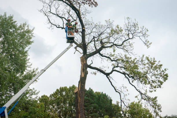 How Our Tree Care Process Works  in  Mystic, CT