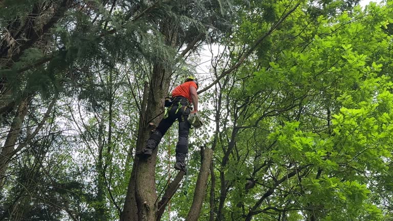 Reliable Mystic, CT Tree Care Services Solutions